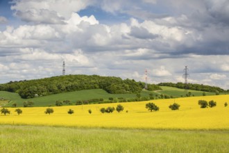 Summer landscape with yellow rape field