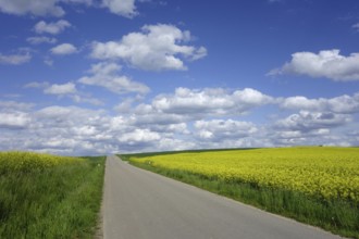 Lonely road through rapeseed fields