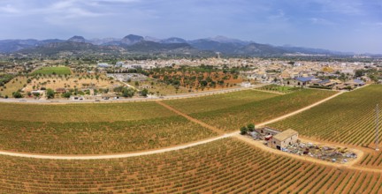 Spring vineyard field, wineries José L. Ferrer, Binissalem, Majorca, Balearic Islands, Spain