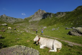 Cows on lac Casterau, Ayous lakes tour, Pyrenees National Park, Pyrenees Atlantiques, France