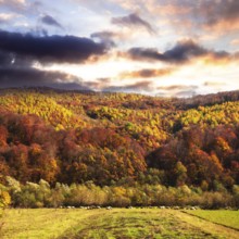 Sheep on the meadow. Fall landscape with mountains