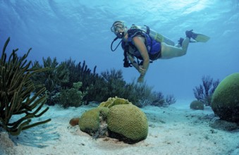 Diver and coral reef, Netherlands Antilles, Bonaire, Caribbean, Caribbean Sea