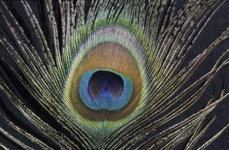 Peacock feather (Pavo scalloped ribbonfish)