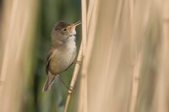 Reed Warbler (Acrocephalus scirpaceus)