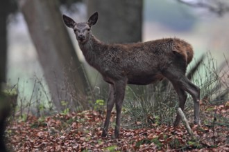 Red deer (Cervus elaphus)