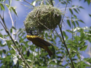 Cabani weaver (Ploceus intermedius)
