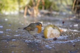 Robin - pecks at an old apple (Erithacus rubecula)