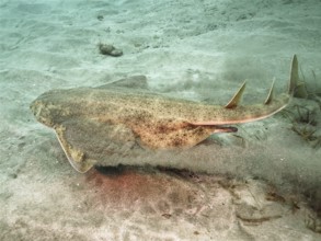 Angelshark (Squatina squatina)