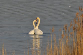 Mute swan (cygnos olor)