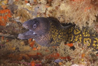 Mediterranean moray eel (Muraena helena)