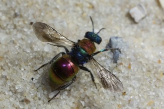 Sand gold wasp (Hedychrum nobile)