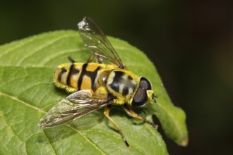 Death's-head hoverfly (Myathropa florea)