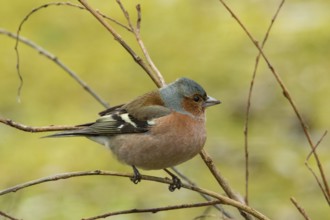 Chaffinch (Fringilla coelebs)