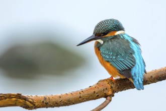 Kingfisher on the perching branch (Alcedo atthis)