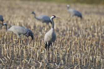 Eurasian crane (Grus grus)