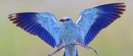 Roller, almond crow, (Coracias garrulus), animals, birds, raptors, raptor family, perch, biotope,