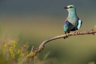Roller, Almond Crow, (Coracias garrulus), animals, birds, raptors, raptor family, perch, biotope,
