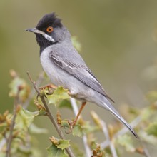 Masked warbler, (Sylvia rueppelli), Sylvia ruppelli, animals, birds, songbird, warbler family,