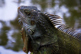 Reptile - colorful textured iguana close-up on nature background