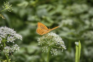Pearl-Bordered family insects butterflies feeding on white flower umbrella