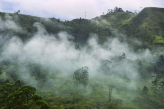 Cloud covers mountain and monsoon moisture is constantly enveloped forest is so-called cloud