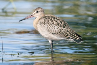 Black-tailed godwit (Limosa limosa), a young bird on the seaside meadow, marsh and pebble beach.