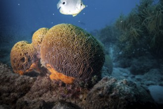 A fish swims near vibrant brain coral in an underwater seascape, Four-eye butterflyfish (Chaetodon