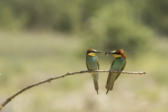 Merops apiaster, bee eater, Italy