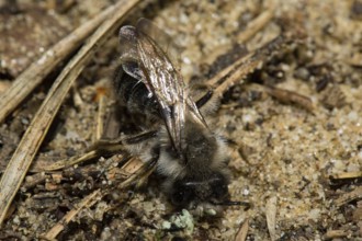 Willow sand bee (Andrena vaga)