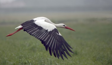 White stork (Ciconia ciconia)