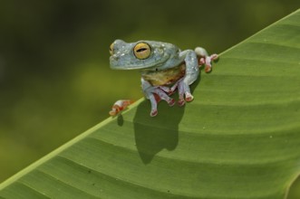 Red-fin tree frog (Hypsiboas rufitelus)