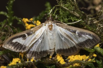 Box tree moth (Cydalima perspectalis)