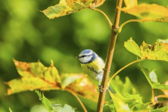 Blue tit in autumn (Cyanistes caeruleus)