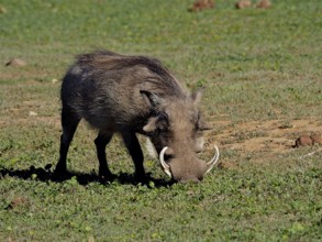 Warthog (Phacochoerus africanus)