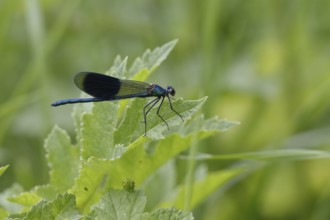 Banded demoiselle (Calopteryx splendens)