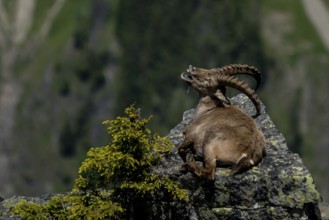 Alpine ibex (Capra ibex)