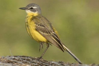Yellow wagtail (Motacilla flava)