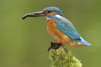 Kingfisher - male with fish (Alcedo atthis)