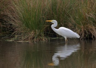 Great White Egret with fish (Ardea alba)