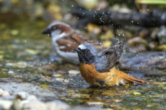 Common redstart - male bathing (Phoenicurus phoenicurus)
