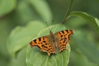 C-moth (Polygonia c-album)