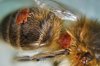 Varroa mite - on dead honey bees (Varroa destructor)