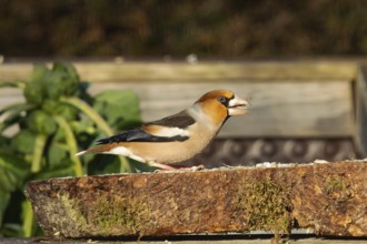 Hawfinch (Coccothraustes coccothraustes)