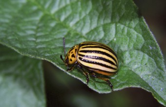 Colorado potato beetle (Leptinotarsa decemlineata)