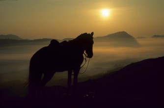 Horse in the morning light