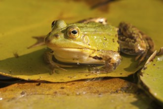 Water frog (Ranidae, Pelophylax)