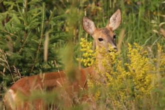 Roe deer, goat (Capreolus capreolus)