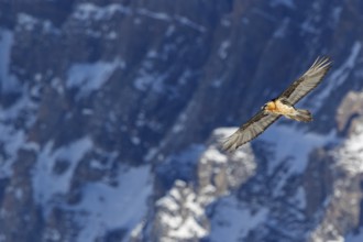 Bearded vulture, lammergeier, (Gypaetus barbatus), (Gypaetus barbatus meridionalis), flight photo,