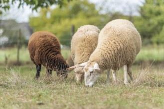 Sheep in a pen in early fall. Alsace France