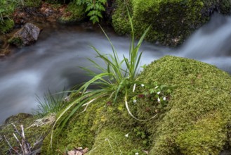 Waterfall in a mountain forest in springtime